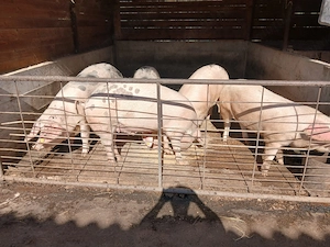 Porci de vânzare ...