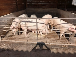 De vânzare porci - imagine 3