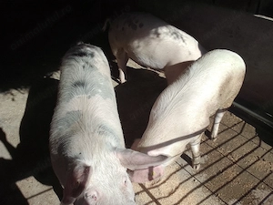 Porci de vânzare ... - imagine 4