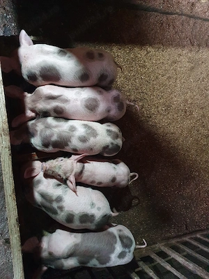 purcei de vânzare au sase saptamanii mananca si urluiala latură pentru mai multe informații sunati .