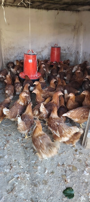 Puicuțe ouătoare 17 săptămâni 