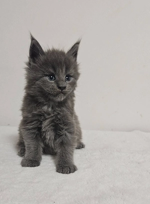 pui Maine coon