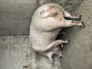 Porc de vânzare talie mare