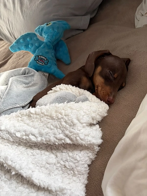 Teckel Pitic (Mini Dachshund), mascul, 3 luni - imagine 4