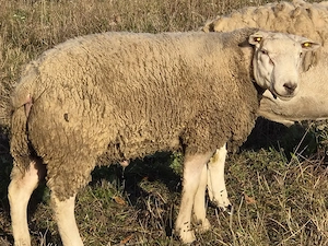 Berbec rasa Texel - imagine 2
