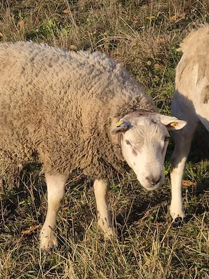 Berbec rasa Texel - imagine 3