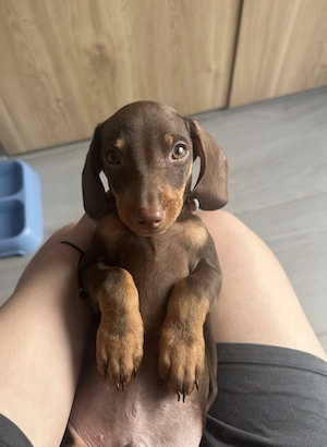 Teckel Pitic (Mini Dachshund), mascul, 3 luni - imagine 2