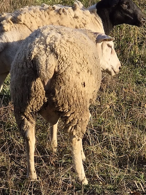 Berbec rasa Texel - imagine 4