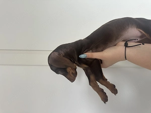 Teckel Pitic (Mini Dachshund), mascul, 3 luni