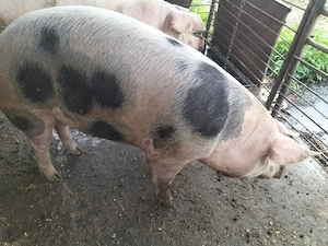 Porc de vanzare
