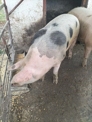 Porc de vanzare - imagine 3