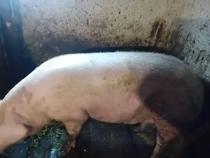 Vând porc!