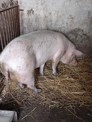 Vând porci pentru sacrificat