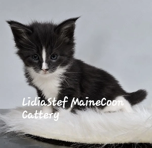 Maine Coon pisicuti cu Pedigree WCF-Magnificats-Felisa Timisoara