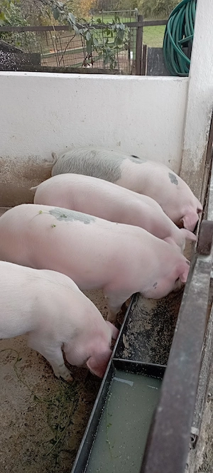 Porci de vanzare