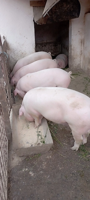 Porci de vanzare - imagine 2