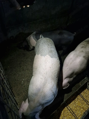 Porci de vanzare.