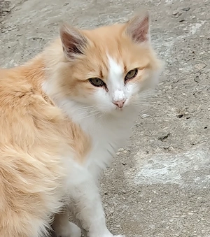 donez 2 pisici 