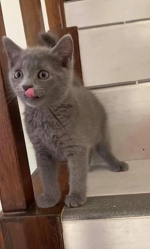 British Shorthair 