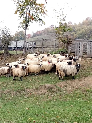 oi breze bune de ținut  - imagine 2