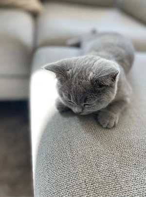 British shorthair