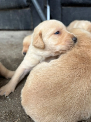 Labrador Golden  - imagine 2