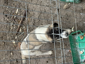 Vând cățel Ciobănesc de Bucovina, în vârstă de 3 luni. - imagine 3