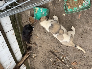 Vând cățel Ciobănesc de Bucovina, în vârstă de 3 luni. - imagine 5