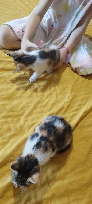 pisici mici donez 2 pisicye mici