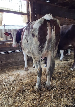 Vaci Holstein 
