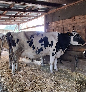 Vacă holstein 