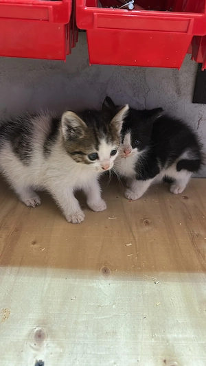 Pisicuțe Haioase