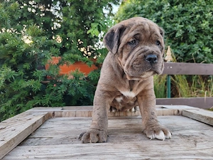Cane corso disponibile  - imagine 3