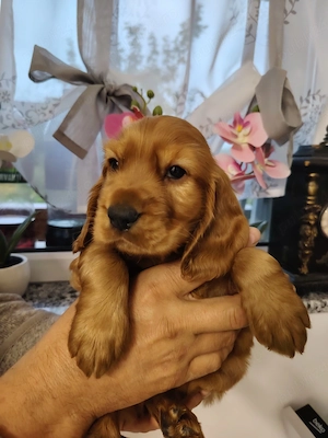 Puiuț cocker spaniel  - imagine 5