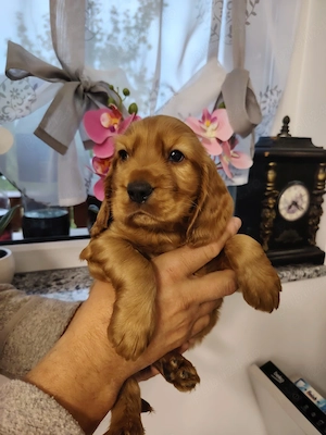 Puiuț cocker spaniel  - imagine 3