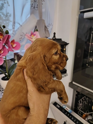 Puiuț cocker spaniel  - imagine 4