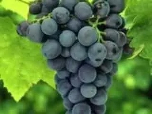butasi de viață de vie de anul 2 și de anul 3 