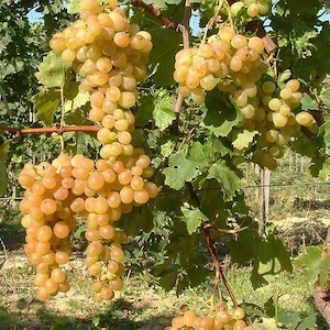 butasi de vită de vie de anul 2 și de anul 3 
