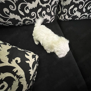 Bichon malthez - imagine 2