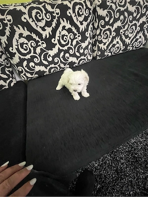 Bichon malthez - imagine 3