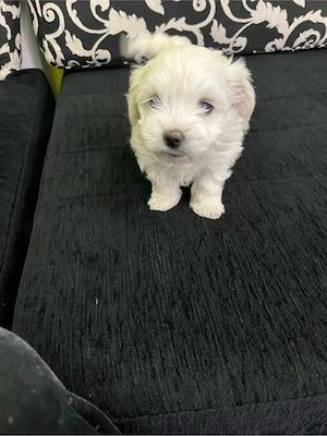 Bichon malthez - imagine 4