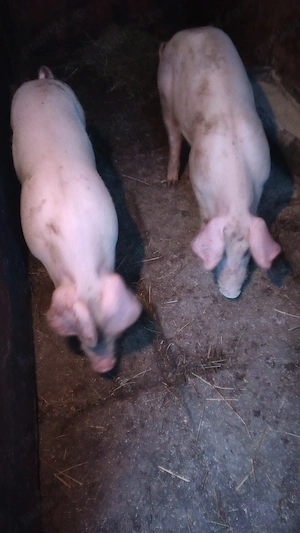 Porci de vanzare