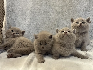 british shorthair lila - imagine 2