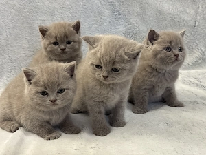 british shorthair lila
