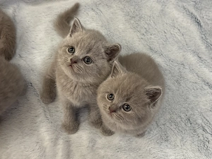 british shorthair lila - imagine 3