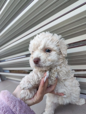 cățeluși bichon frise