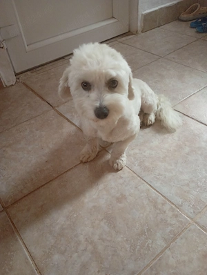 Vad Bichon - imagine 2