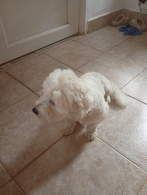 Vad Bichon - imagine 3
