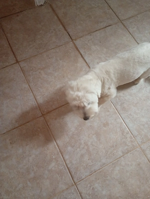 Vad Bichon - imagine 4