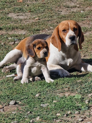 Beagle tricolor  alb  - imagine 5